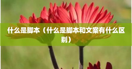 什么是脚本（什么是脚本和文案有什么区别）