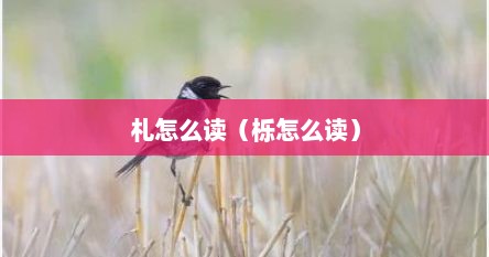 札怎么读（栎怎么读）