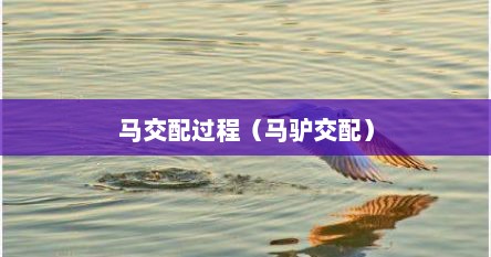马交配过程（马驴交配）