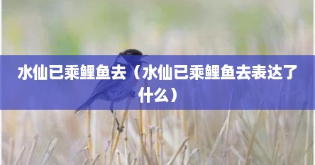 水仙已乘鲤鱼去（水仙已乘鲤鱼去表达了什么）