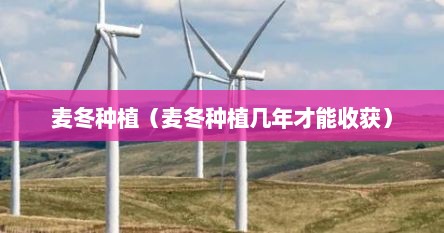 麦冬种植（麦冬种植几年才能收获）