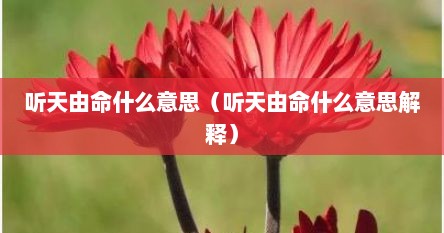 听天由命什么意思（听天由命什么意思解释）