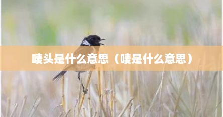 唛头是什么意思(唛是什么意思)