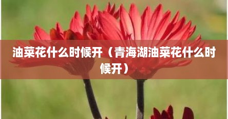 油菜花什么时候开（青海湖油菜花什么时候开）