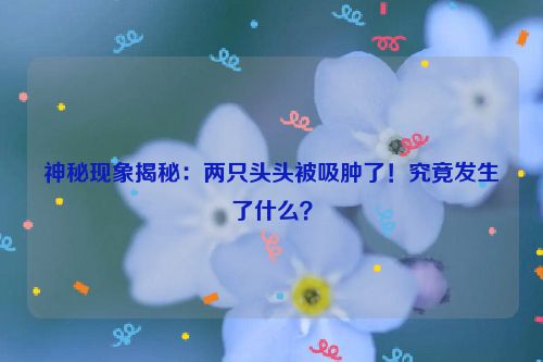 神秘现象揭秘：两只头头被吸肿了！究竟发生了什么？