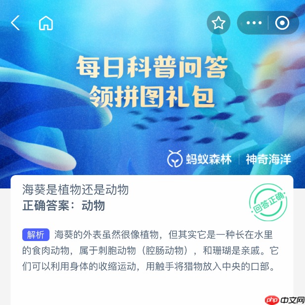 海葵是植物还是动物