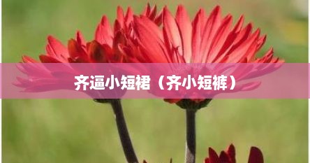 齐逼小短裙（齐小短裤）