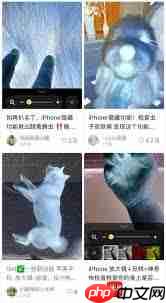 iPhone宠物寄生虫怎么检测