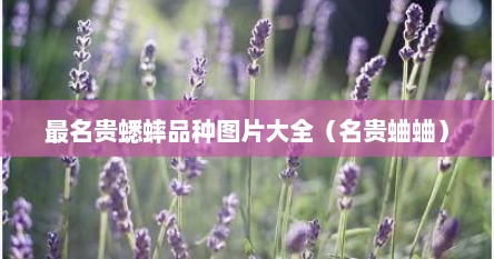 最名贵蟋蟀品种图片大全（名贵蛐蛐）