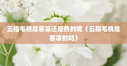 五指毛桃是寒凉还是热的呢（五指毛桃是寒凉的吗）