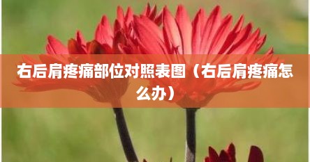 右后肩疼痛部位对照表图（右后肩疼痛怎么办）