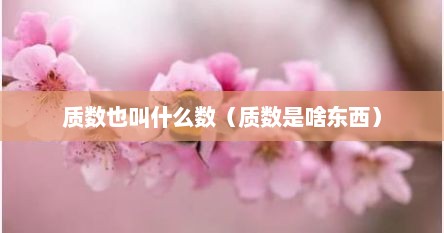 质数也叫什么数（质数是啥东西）