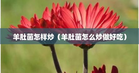 羊肚菌怎样炒（羊肚菌怎么炒做好吃）