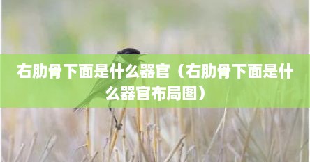右肋骨下面是什么器官（右肋骨下面是什么器官布局图）