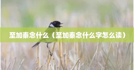 至加秦念什么（至加秦念什么字怎么读）