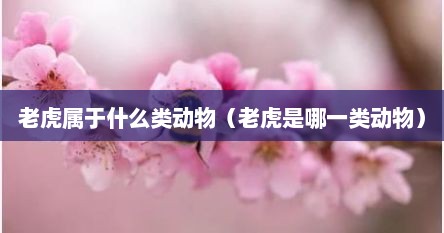 老虎属于什么类动物（老虎是哪一类动物）