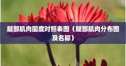 腿部肌肉围度对照表图（腿部肌肉分布图及名称）