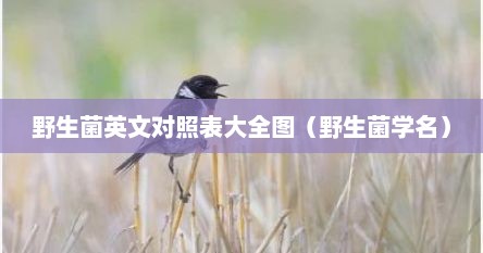 野生菌英文对照表大全图（野生菌学名）